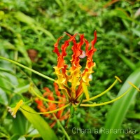 Gloriosa superba L.